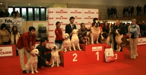 Cães de mais de 100 raças diferentes passaram pelo Multiusos